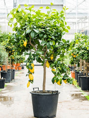 Planta interior - Lamai - Aqua Flowers