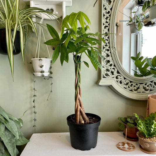 Planta interior - Pachira Aquatica (planta banilor) - Aqua Flowers