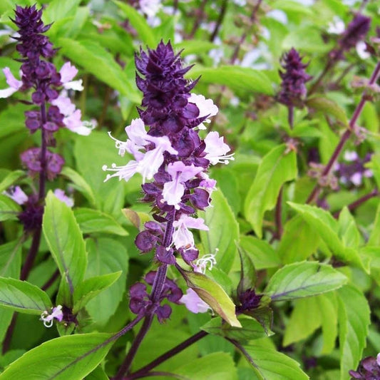Plante aromatice - Busuioc cu scortisoara - Ghiveci - Aqua Flowers