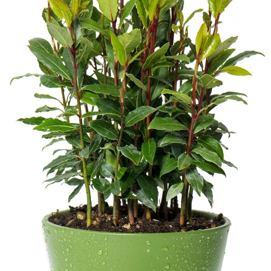 Plante aromatice - Dafin comestibil - Laurus Nobilis - Ghiveci - Aqua Flowers