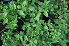 Plante aromatice - Oregano - Ghiveci - Aqua Flowers