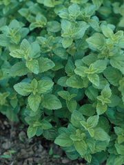 Plante aromatice - Oregano - Ghiveci - Aqua Flowers