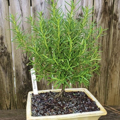 Plante aromatice - Rozmarin pomisor - ghiveci marime la livrare 40-60 cm