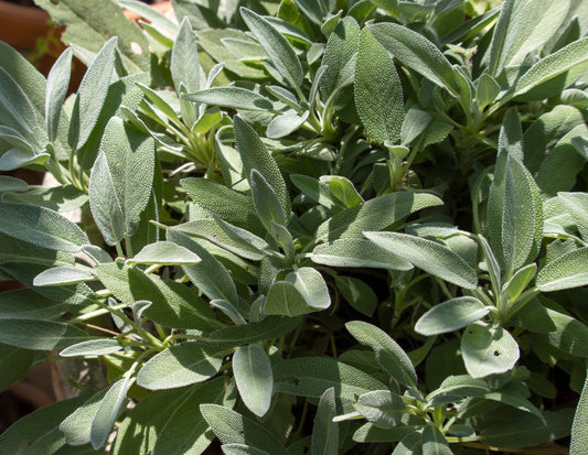 Plante aromatice - Salvie - Ghiveci - Aqua Flowers