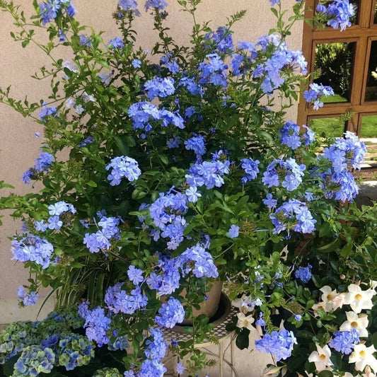 Plumbago - Floarea Dragostei - Azur - Planta la ghiveci - Aqua Flowers