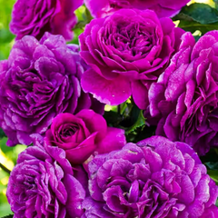 Trandafiri Pomișor Plângător - Purple - Rădăcină- Anul 3- Aqua Flowers