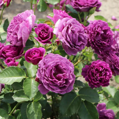 Trandafiri Pomișor Plângător - Purple - Rădăcină- Anul 3- Aqua Flowers