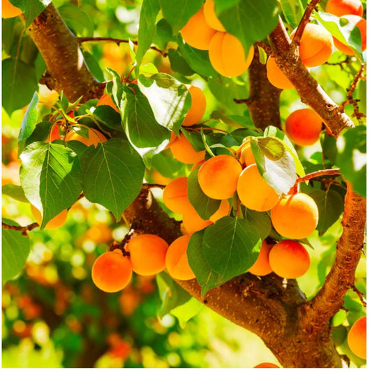 Pom fructifer - Cais Prunus armeniaca - radacina ambalata - Aqua Flowers