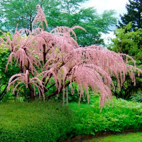 Cătină roșie -Tamarixv- ghiveci -inaltime la livrare 80-100 cm