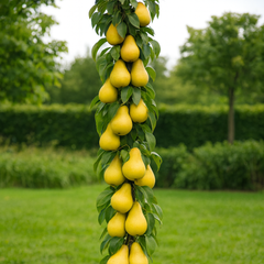 Păr Columnar Decora - Rădăcină Ambalată Anul 2