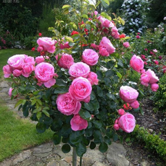 Trandafiri Pomișor - Pink - Rădăcină Ambalată Anul 2 - Aqua Flowers