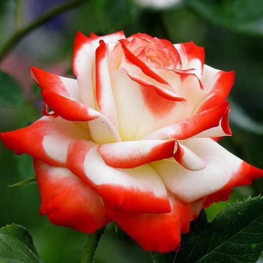 Trandafiri Teahibrizi - Prințesa Farah - Rădăcină Ambalată - Aqua Flowers