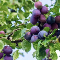 Prun Anna-Spath - Anul 2-3 - Radacina Ambalata - Aqua Flowers