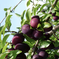 Prun Anna-Spath - Anul 2-3 - Radacina Ambalata - Aqua Flowers