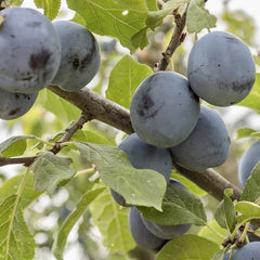 Prun Stanley - Anul 2-3 - Radacina Ambalata - Aqua Flowers