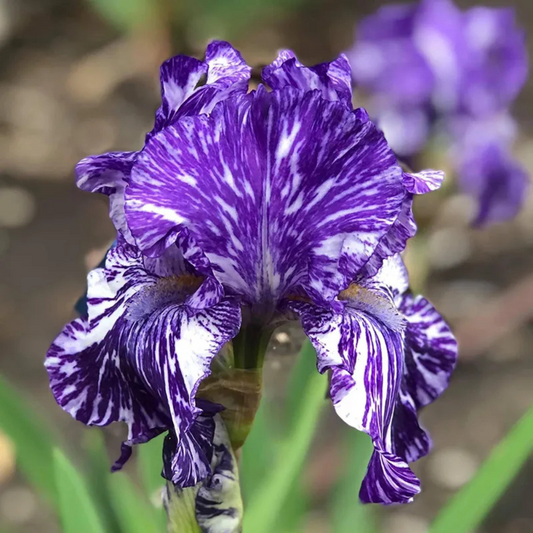 Bulbi Iris Germanica Purple Striped White - 1 Rizom - Aqua Flowers