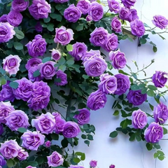 Trandafiri Cataratori Parfumati- Amethyst Dream - Anul 3 - Ghiveci 2L