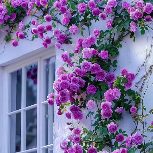 Trandafiri Cățărători - Amethyst Dream - Rădăcină Ambalată - Aqua Flowers