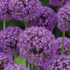 Bulbi Allium Purple Sensation - Pachet 5 Bulbi - Aqua Flowers