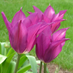 Bulbi de Lalele Purple Dream - Pachet 3 Bulbi, Aqua Flowers