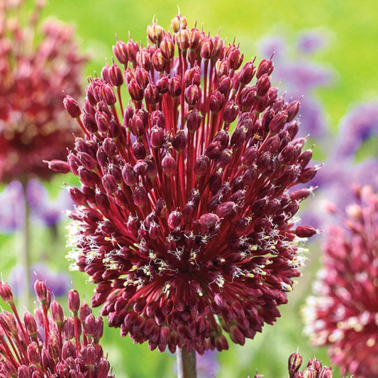Bulbi Allium Red Mohican – Pachet 5 Bulbi– Aqua Flowers