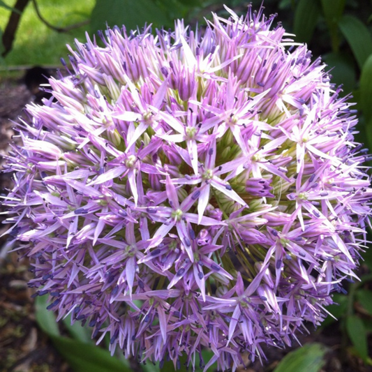 Bulbi Allium Beau Regard – Pachet 5 Bulbi – Aqua Flowers