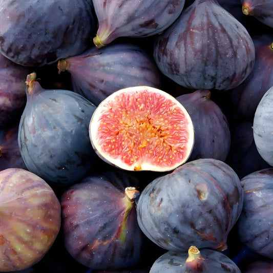 Smochin Black Mission - Ghiveci 5L pe rod