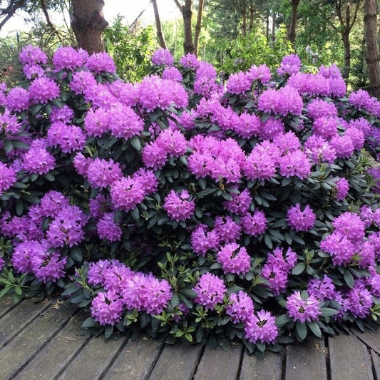 Rhododendron - Catawbiense Grandiflora - Ghiveci 5L - Aqua Flowers