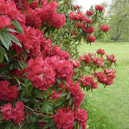 Rhododendron - Nova Zembla - Ghiveci 5L - Aqua Flowers