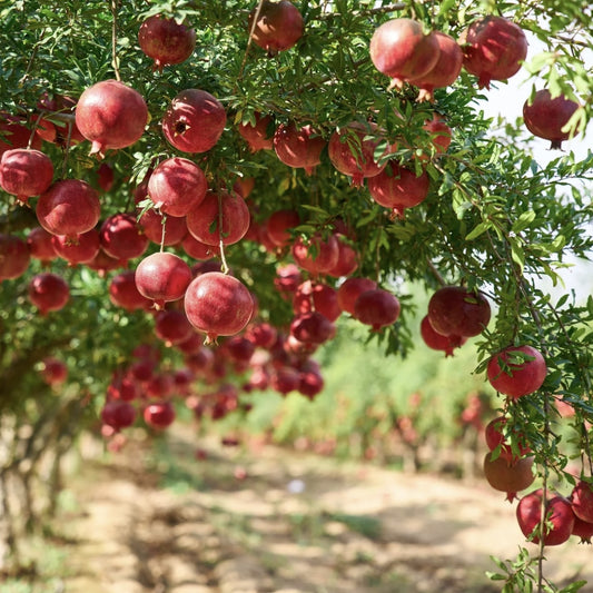 Rodiu Punica Granatum Acco - Anul 2-3 - ghiveci - Aqua Flowers