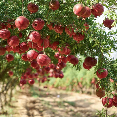 Rodiu Punica Granatum Acco - Radacina ambalata - Anul 2-3 - Aqua Flowers