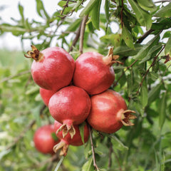 Rodiu Punica Granatum Acco - Radacina ambalata - Anul 2-3 - Aqua Flowers