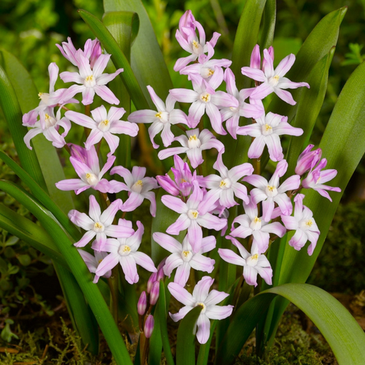 Bulbi Chionodoxa Rosea (Gloria Zăpezii) – Pachet 5 Bulbi – Aqua Flowers