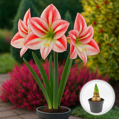 Bulbi Amaryllis Roșu cu Alb – Ghiveci – Aqua Flowers