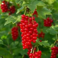 Coacăz Roșu Tufă – Rădăcină Ambalată – Aqua Flowers