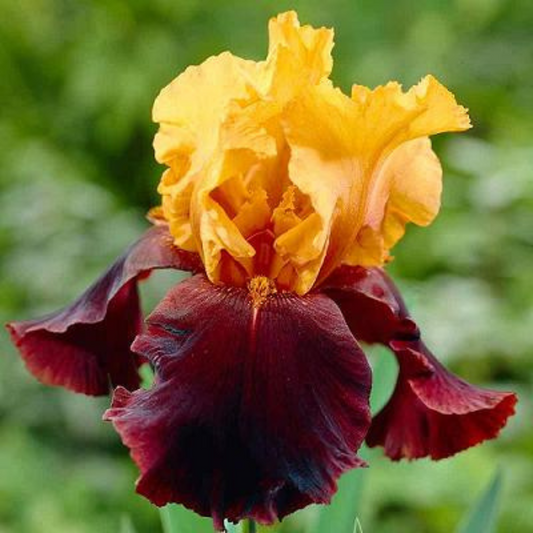 Bulbi Iris Germanica Red Yellow - 1 Rizom - Aqua Flowers