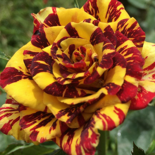 Trandafiri Teahibrizi - Simsalabim - Rădăcină Ambalată - Aqua Flowers