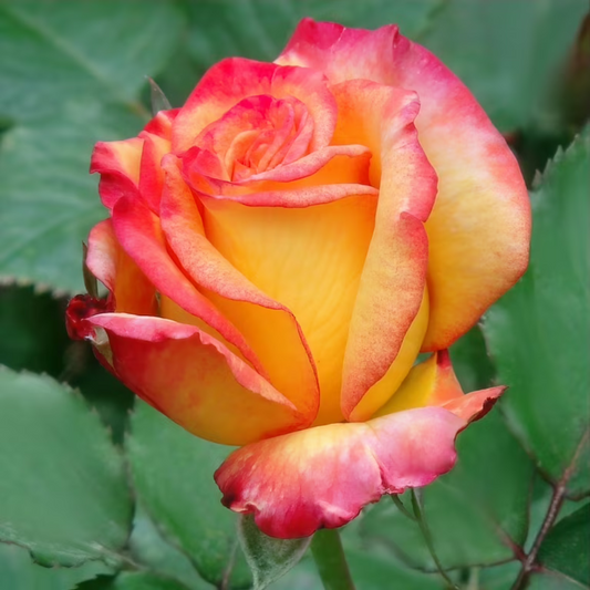 Trandafiri Teahibrizi - Samba - Rădăcină Ambalată - Aqua Flowers