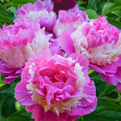 Bujor Sorbet - 1 Rizom - Aqua Flowers