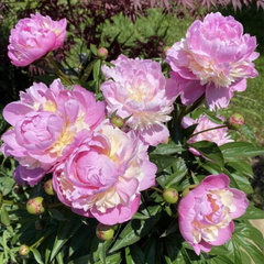 Bujor Sorbet - 1 Rizom - Aqua Flowers