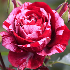 Trandafiri Floribunda - Scentimental - Anul 3 - Ghiveci 2L