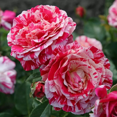 Trandafiri Floribunda - Scentimental - Anul 3 - Ghiveci 2L