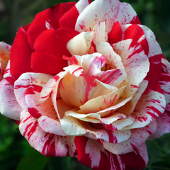 Trandafiri Floribunda - Scentimental - Anul 3 - Ghiveci 2L