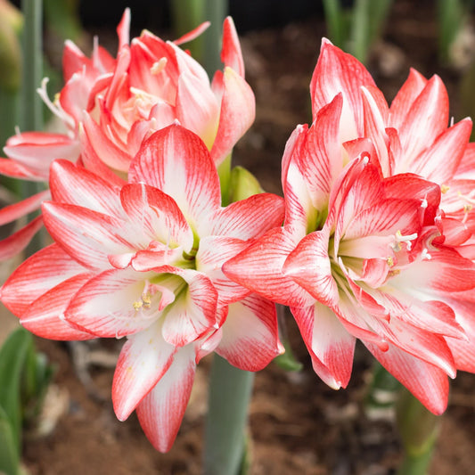 Bulbi Amaryllis - Double record - Aqua Flowers