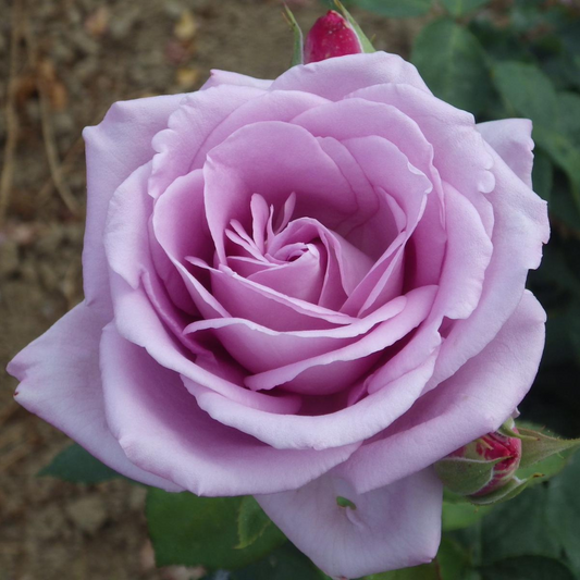 Trandafiri Teahibrizi - Sissi - Rădăcină ambalată - Aqua Flowers