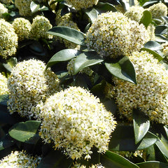 Liliac Japonez - Skimmia Japonica Alba - Ghiveci - Înălțime la livrare 50cm - 55cm