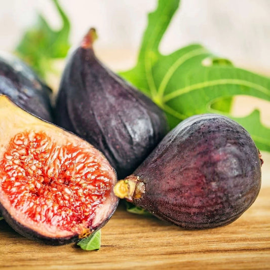 Smochin Pitic Miss Figgy - Ghiveci 5L pe rod