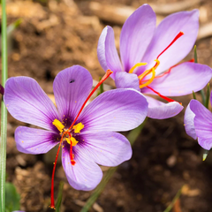 Șofran (Crocus sativus) – Pachet 10 Bulbi - Aqua Flowers