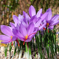Șofran (Crocus sativus) – Pachet 10 Bulbi - Aqua Flowers