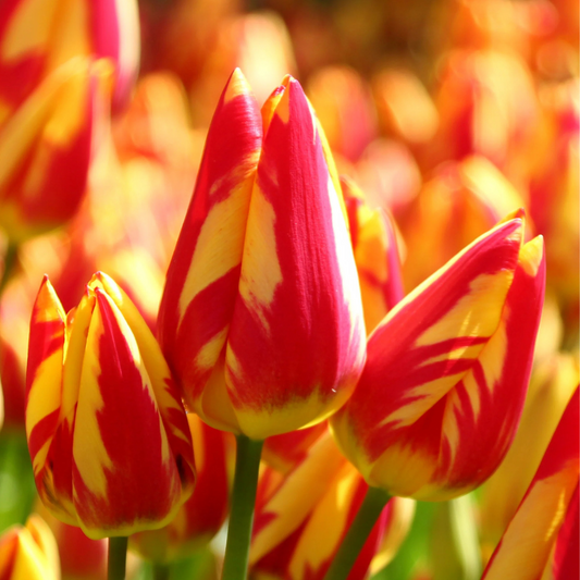 Bulbi Lalele Colour Spectacle – Pachet 5 Bulbi - Aqua Flowers